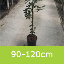 Ilex Aquifolium Common Holly 90-120cm tall